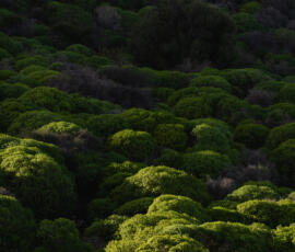 Sunlight revealing the hidden organic rhythm of Crete’s wild landscape. Sunlit green shrub formations in Crete forming an organic pattern across a hillside landscape.