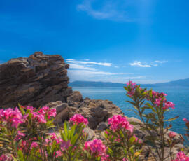 Pink oleanders frame the rocky coastline of Nopigia Beach, overlooking the crystal-clear waters of Kissamos Bay in western Crete. Pink oleander flowers overlooking the rocky coastline and blue waters of Nopigia Beach near Kissamos, Crete.